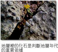 地層裡的化石是判斷地層年代的重要依據